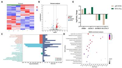 Heat stress exposure cause alterations in intestinal microbiota, transcriptome, and metabolome of broilers